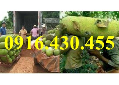 Cây giống trái dài Malaysia 